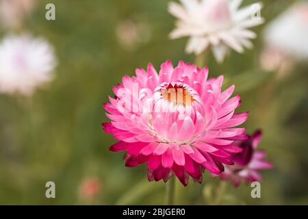 Un gradiente rosa isolato gerber margherita in fiore con uno sfondo sfocato di erba verde. Un giardino fiorito di margherite luminose e colorate. Foto Stock