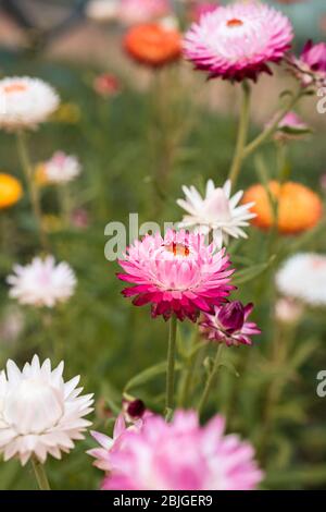 Un gradiente rosa isolato gerber margherita in fiore con uno sfondo sfocato di erba verde e altre margherite colorate. Un giardino fiorito di luminoso Foto Stock