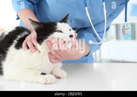 Veterinario che esamina i denti del gatto in clinica animale Foto Stock
