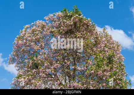 Albero di tromba rosa (Tabebuia eptaphylla a.k.a. Hanroanthus eptaphyllus) - Pembroke Pines, Florida, USA Foto Stock