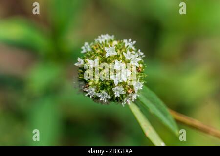 Macro shrubby false buttonweed (Spermacoce verticillata) - Pine Island Ridge Natural Area, DAVIE, Florida, USA Foto Stock