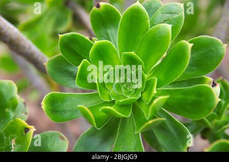 Primo piano della rosetta di una pianta chiamata verode o bejeque (Aeonium canariense ssp. Canariense ). Tipico delle isole canarie Foto Stock