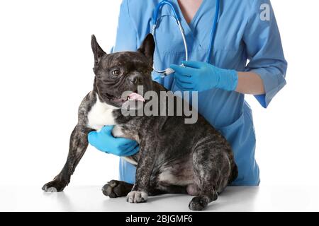 Veterinario che vaccina il cane su sfondo bianco Foto Stock