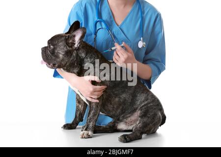 Veterinario che vaccina il cane su sfondo bianco Foto Stock