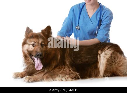 Veterinario che vaccina il cane su sfondo bianco Foto Stock