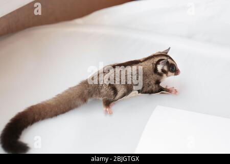 Simpatico scivolo di zucchero su sfondo chiaro Foto Stock