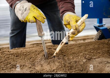 Lavoratori stagionali che lavorano in un campo di asparagi durante la raccolta di asparagi, Herten, zona della Ruhr, Renania settentrionale-Vestfalia, Germania Foto Stock