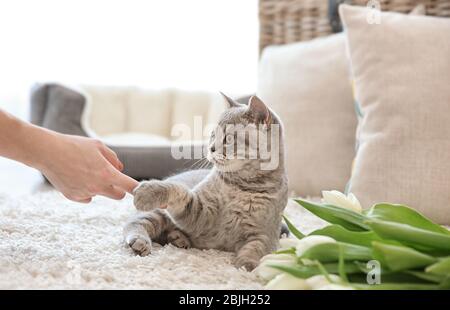 Mano femminile che gioca con il gatto carino sdraiato su tappeto bianco vicino tulipani in stanza luce Foto Stock