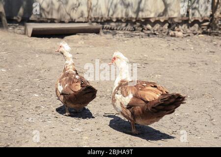 Due anatre in cortile di pollame in giorno di sole Foto Stock