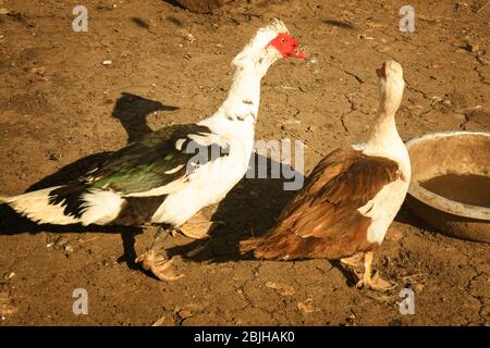 Anatre in cortile di pollame in giorno di sole Foto Stock