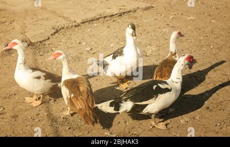 Anatre in cortile di pollame in giorno di sole Foto Stock