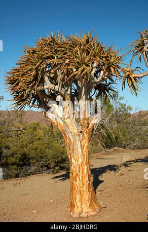 Kocurboom o albero del cavaliere (dicotoma dell'aloe), Parco Nazionale delle Cascate di Augraby, Capo del Nord, Sud Africa Foto Stock