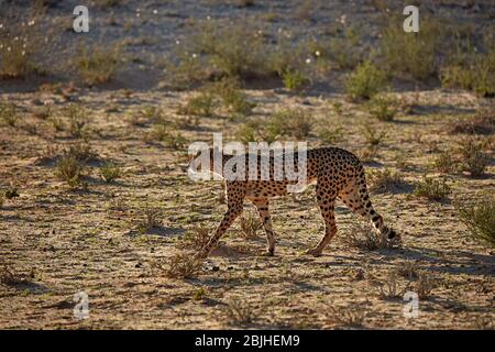 Ghepardo (Acinonyx jubatus), Kgalagadi Parco transfrontaliero, Sud Africa Foto Stock