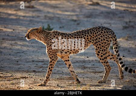 Ghepardo (Acinonyx jubatus), Kgalagadi Parco transfrontaliero, Sud Africa Foto Stock