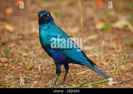 Maggiore Blu-eared Starling o superiore Blu-eared lucida-starling (Lamprotornis chalybaeus), Kruger National Park, Sud Africa Foto Stock