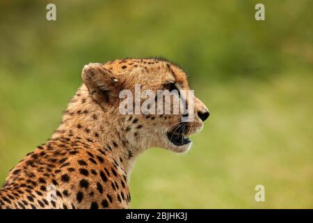 Cheetah (Acinonyx jubatus), Parco Nazionale Kruger, Sudafrica Foto Stock
