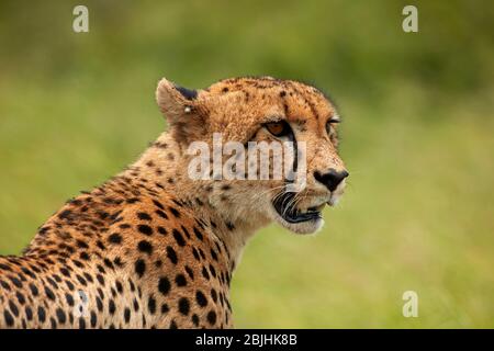 Cheetah (Acinonyx jubatus), Parco Nazionale Kruger, Sudafrica Foto Stock