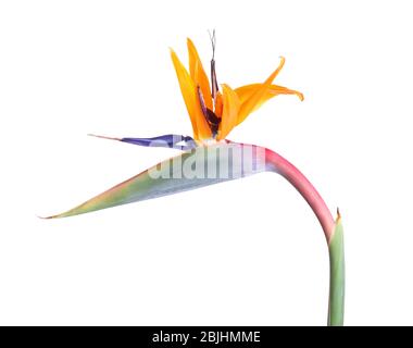 Strelitzia tropicale fiery, isolata su bianco Foto Stock