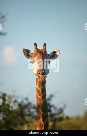 Sud Africa (Giraffa Giraffa camelopardalis giraffa), Kruger National Park, Sud Africa Foto Stock