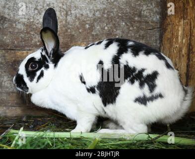 Adorabile coniglio domestico in hutch Foto Stock