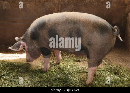 Maiale domestico carino alla fattoria Foto Stock