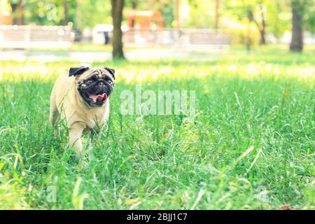Cane carino su prato con erba verde nel parco Foto Stock