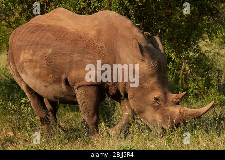 Rinoceronte bianco del sud (Ceratotherium simum simum), Kruger National Park, Sud Africa Foto Stock