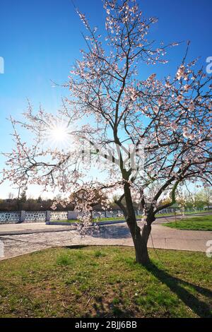 albero di albicocca al momento della fioritura con sfondo solare Foto Stock