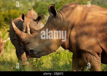 Rinoceronte bianco del sud (Ceratotherium simum simum), Kruger National Park, Sud Africa Foto Stock
