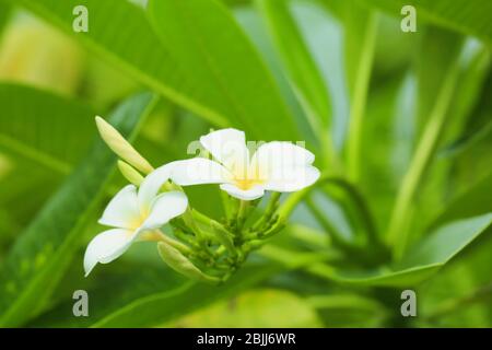 Bella piume tropicale fiori all'aperto Foto Stock