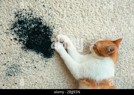 Gatto giacente vicino a terra sparsa su tappeto chiaro Foto Stock
