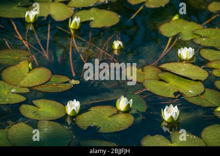 Giglio d'acqua bianco circondato da belle ampie foglie illuminate da il sole primaverile luminoso Foto Stock