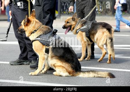 Cani della polizia intelligenti all'aperto Foto Stock