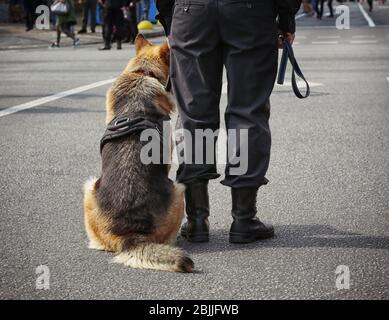 Cane della polizia intelligente seduto all'aperto Foto Stock