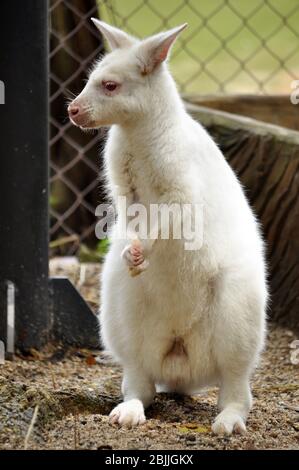 Wallaby è un canguro di piccole o medie dimensioni, spesso colorato in modo brillante e nativo dell'Australia e della Tasmania. Foto Stock