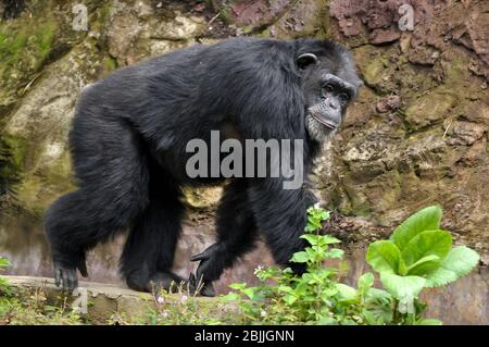 Gli scimpanzé, a volte colloquialmente scimpano, sono due specie di scimmie ominide esistenti Foto Stock