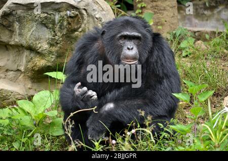 Gli scimpanzé, a volte colloquialmente scimpano, sono due specie di scimmie ominide esistenti Foto Stock