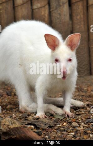 Wallaby è un canguro di piccole o medie dimensioni, spesso colorato in modo brillante e nativo dell'Australia e della Tasmania. Foto Stock