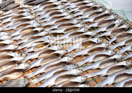 Quando il pesce era asciutto. Puoi tenerlo per lunghi periodi. Foto Stock