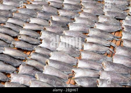 Quando il pesce era asciutto. Puoi tenerlo per lunghi periodi. Foto Stock