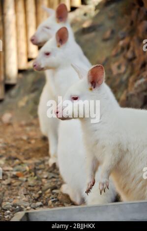 Wallaby è un canguro di piccole o medie dimensioni, spesso colorato in modo brillante e nativo dell'Australia e della Tasmania. Foto Stock