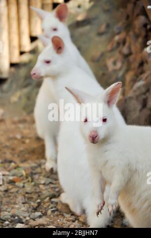 Wallaby è un canguro di piccole o medie dimensioni, spesso colorato in modo brillante e nativo dell'Australia e della Tasmania. Foto Stock