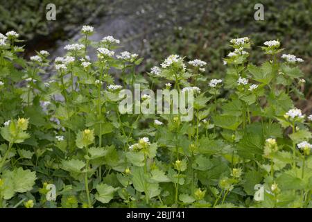 Knoblauchsrauke, Gewöhnliche Knoblauchsrauke, Knoblauchrauke, Knoblauch-Rauke, Knoblauchskraut, Knoblauchskraut, Knoblauchhederich, Knobl Foto Stock