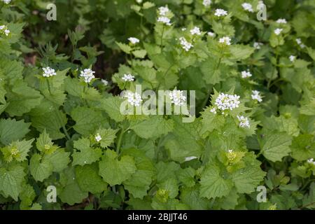 Knoblauchsrauke, Gewöhnliche Knoblauchsrauke, Knoblauchrauke, Knoblauch-Rauke, Knoblauchskraut, Knoblauchskraut, Knoblauchhederich, Knobl Foto Stock