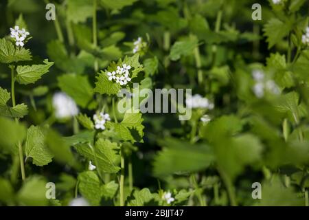 Knoblauchsrauke, Gewöhnliche Knoblauchsrauke, Knoblauchrauke, Knoblauch-Rauke, Knoblauchskraut, Knoblauchskraut, Knoblauchhederich, Knobl Foto Stock