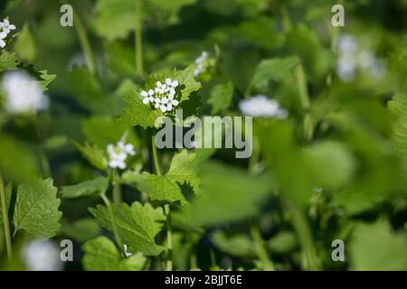 Knoblauchsrauke, Gewöhnliche Knoblauchsrauke, Knoblauchrauke, Knoblauch-Rauke, Knoblauchskraut, Knoblauchskraut, Knoblauchhederich, Knobl Foto Stock