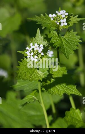 Knoblauchsrauke, Gewöhnliche Knoblauchsrauke, Knoblauchrauke, Knoblauch-Rauke, Knoblauchskraut, Knoblauchskraut, Knoblauchhederich, Knobl Foto Stock