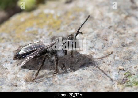 Graue Sandbiene, Düstere Sandbiene, Grauschwarze Düstersandbiene, Düstersandbiene, Düster-Sandbiene, Sandbiene, Männchen, Andrena cineraria, Ashy mini Foto Stock