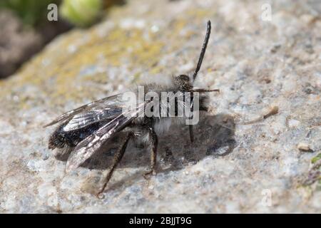 Graue Sandbiene, Düstere Sandbiene, Grauschwarze Düstersandbiene, Düstersandbiene, Düster-Sandbiene, Sandbiene, Männchen, Andrena cineraria, Ashy mini Foto Stock
