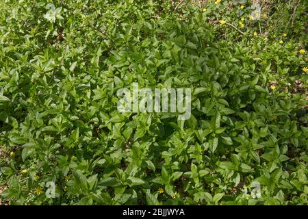 Foliage primaverile della pianta di mercurio del cane del legno velenoso invasivo (Mercurialia perennis) che cresce in un bosco antico in Devon rurale, Inghilterra, Regno Unito Foto Stock